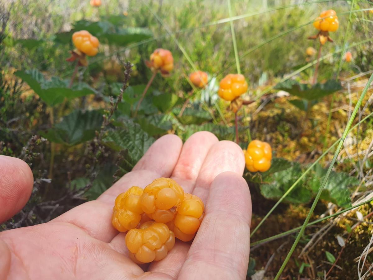 Råda Bjoernbyn Stugby 아파트 외부 사진